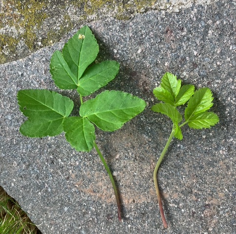 Egopodio (Aegopodium podagraria)