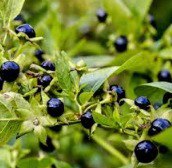 ⚡🫐 ATROPA BELLADONNA – DIE SCHWARZE TOLLKIRSCHE 🫐⚡